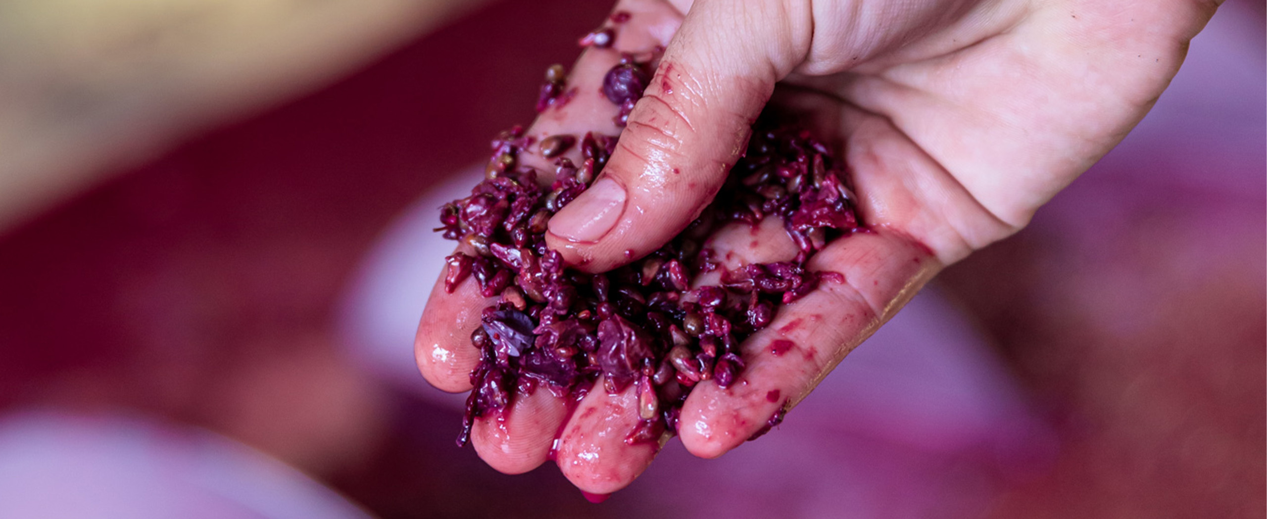 2020_10_03_Cantine_Piccini_Geografico-147mobile-exper