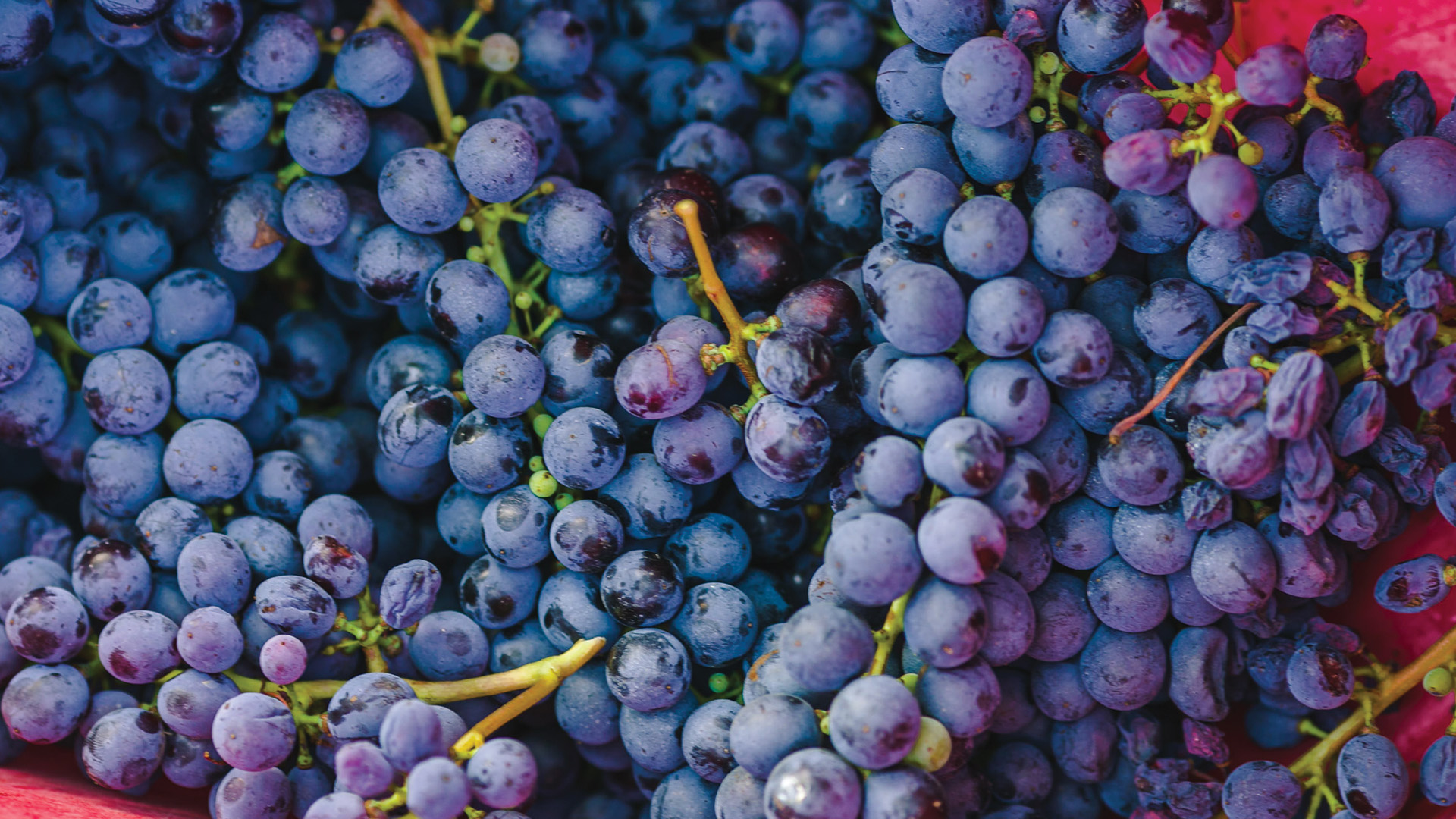 Vendemmia Valiano 17-09-2020-158